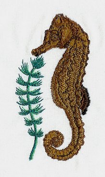 Seahorse