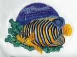 Regal Angelfish