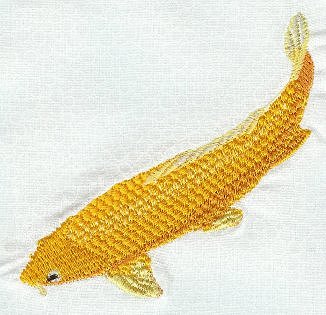 Orenji Ogon  (golden color) Koi