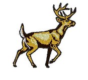 Deer 1