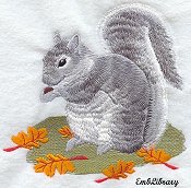 Grey Squirrel