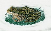 Leopard Frog