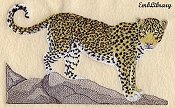 Leopard Standing