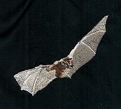 Tent Bat