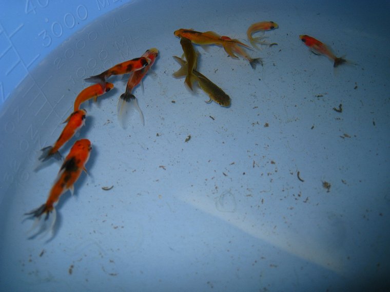 Goldfish Long Tail