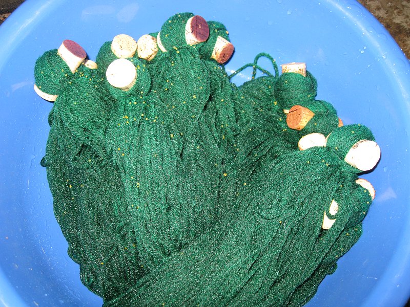 Live+dragonfly+larvae+for+sale