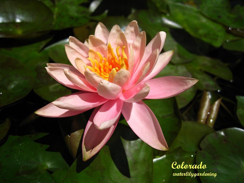 Colorado Hardy Salmon/Peach water lily