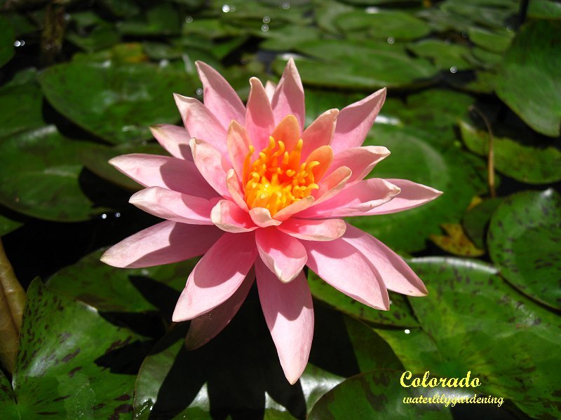 Colorado Hardy Salmon/Peach water lily