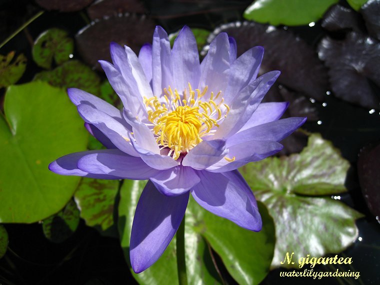 Water Lily Plant Store Water Gardening > Waterlilies > Tropical
