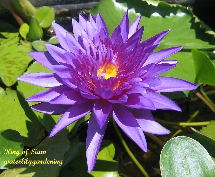 Water Lily Plant Store Water Gardening > Waterlilies > Tropical