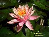 Colorado Hardy Salmon/Peach water lily