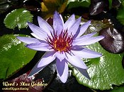 WOOD'S BLUE GODDESS
