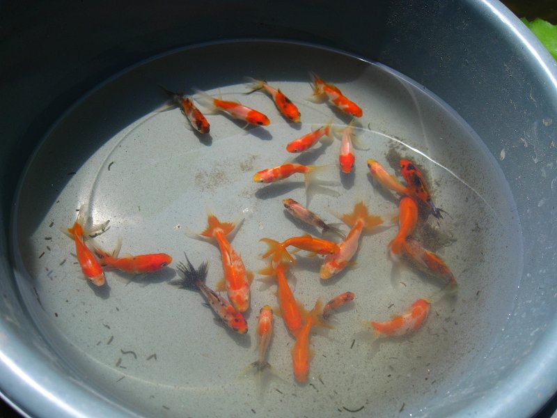 fantail goldfish eggs pictures. Watonai goldfish eggs for sale