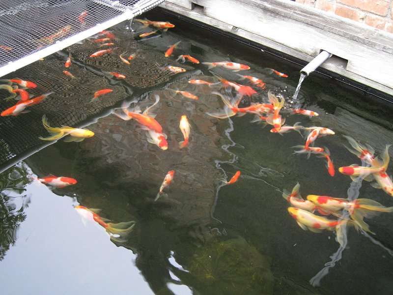 Watonai Goldfish Eggs For Sale