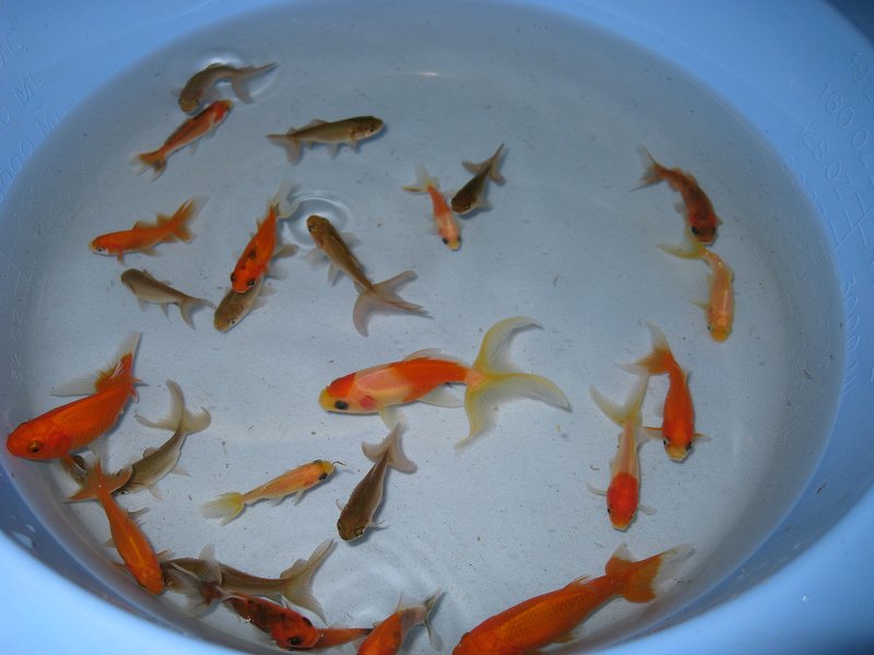 how do goldfish eggs look like. 2011 Goldfish eggs showing