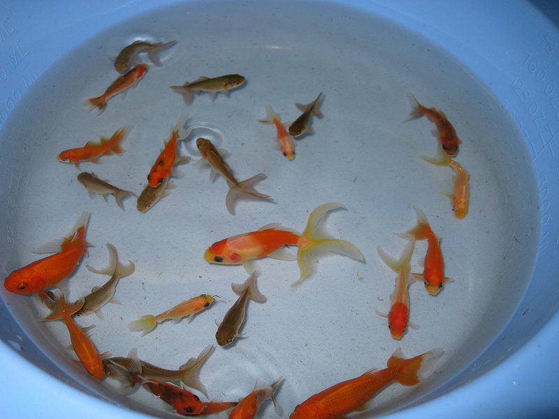 Vdnamap Goldfish Eggs In Aquarium