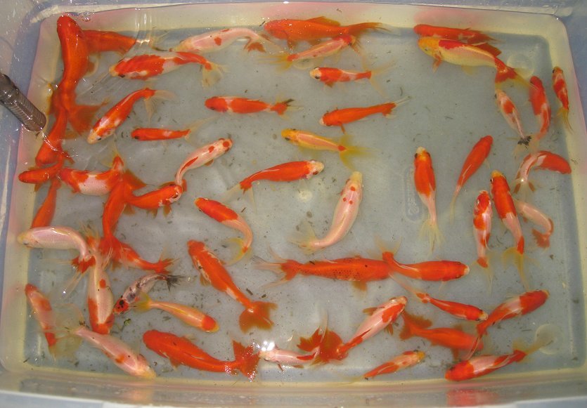 goldfish eggs. Raising goldfish eggs