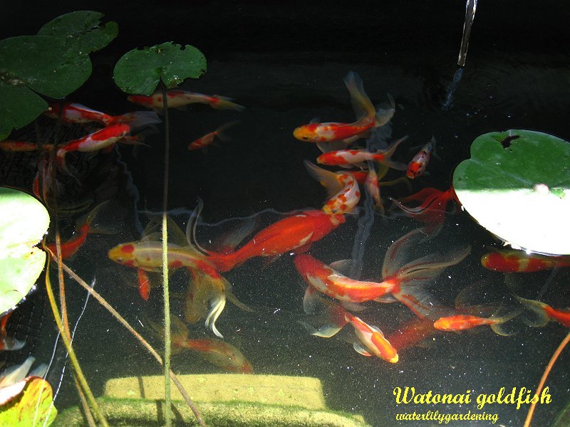 cometgoldfisheggsjun , in what goldfish eggs look like. cometgoldfisheggsjun , in
