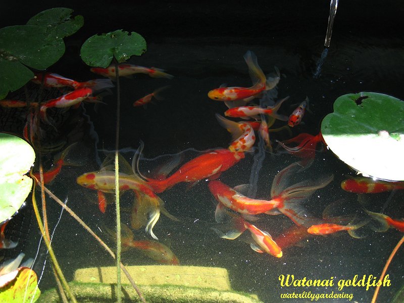 Goldfish Eggs In Pond