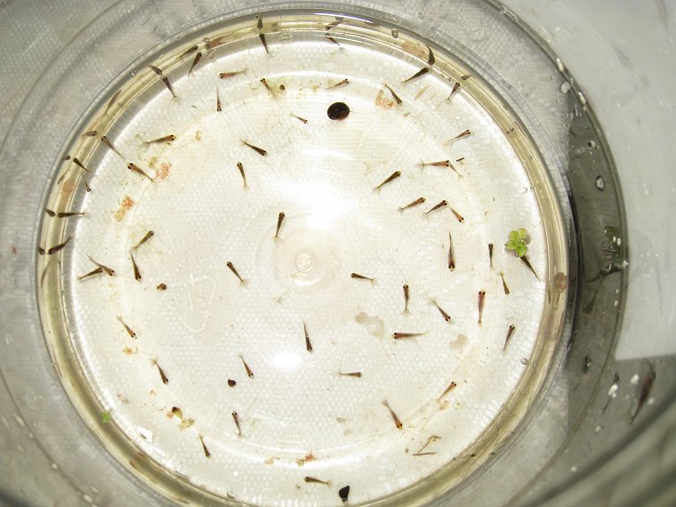 Raising goldfish eggs